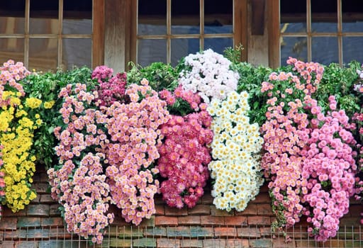 bunch of chrysanthemums, decoration of a window in autumn