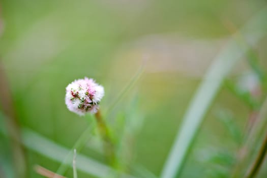 Wonderful Flowers in the garden
