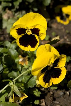 Yellow pansy flowers in the bed flower