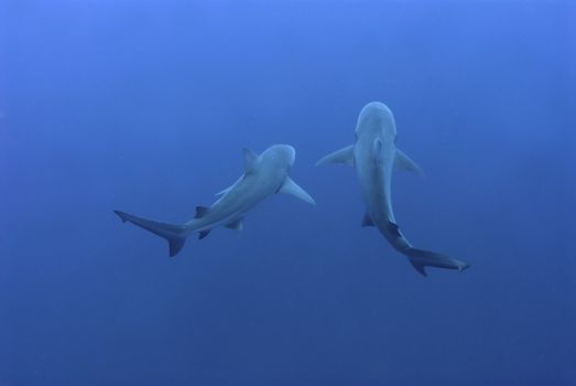 The view of bull sharks swimming together, Pinnacles, Mozambique