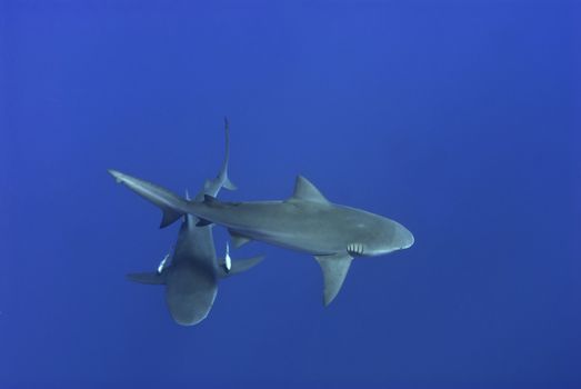 The topview of two bull sharks, Pinnacles, Mozambique