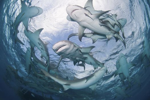 Lemon sharks swimming in a circle near the surface, Bahamas