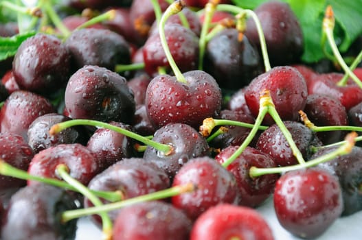 A handful of fresh cherries in water drops closeup