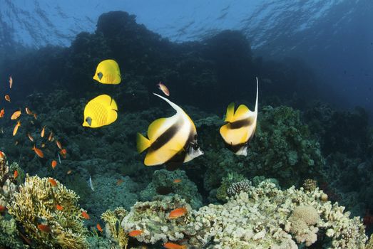 Fairy basslets swimming along a reef, Egypt