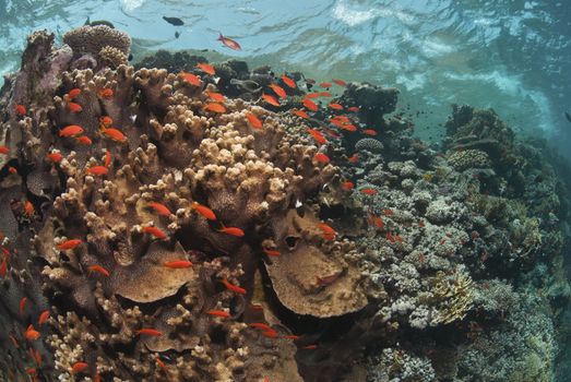 A school of fairybasslets swimming around a sunlit reef, Red sea, Egypt