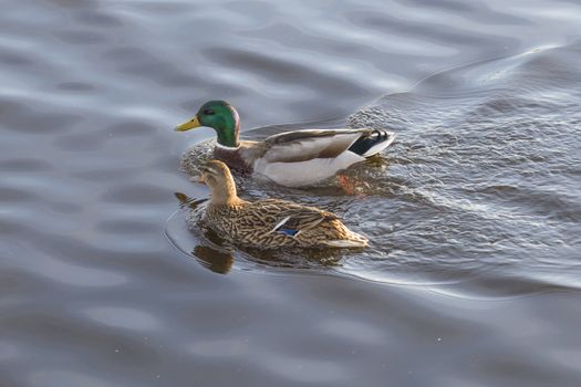 in the tista river in halden there is a rich bird life, most of all, it mallards (anas platyrhynchos) (picture) but there are also some common goldeneye (bucephala clangula) and a number of different seabirds, the image is shot one march day in 2013.