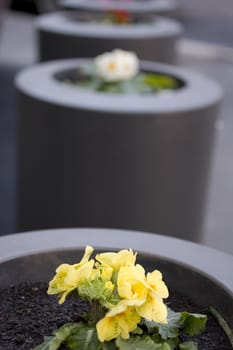 Yellow flowers in the pot