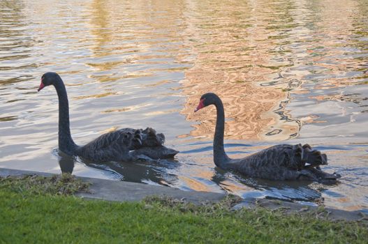 black gooses in a park in adelaide, south australia