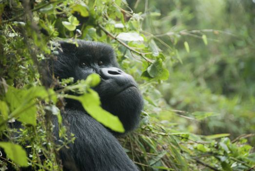 A close up on a gorilla in the forest, Rwanda