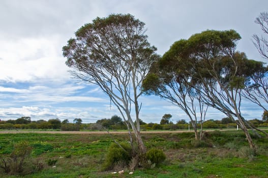 isolated trees in the australian desert