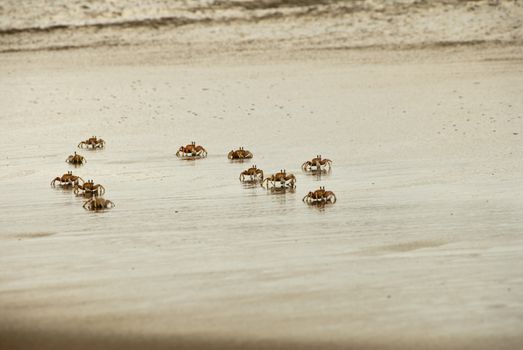 Family of crabs running over the sandy beach, Sodwana Bay