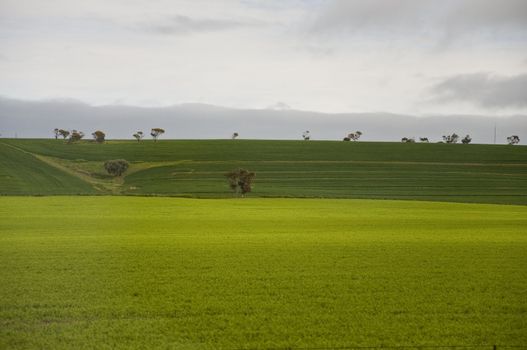 hill and grass in the australian landscape, south australia