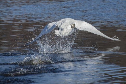 mute swan (cygnus olor) ran on the water to take off and fly, the image is shot at the tista river in halden march 2013, (halden is a city in norway)