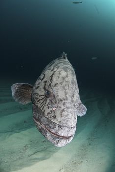 Potato bass swimming along the sea bed, South africa