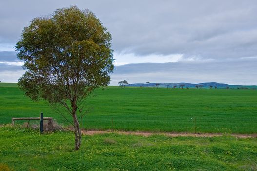 hill and grass in the australian landscape, south australia