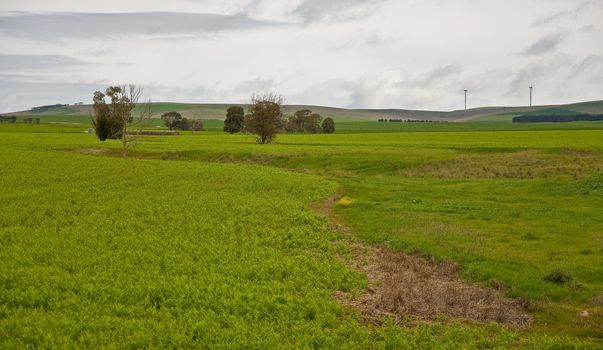 hill and grass in the australian landscape, south australia