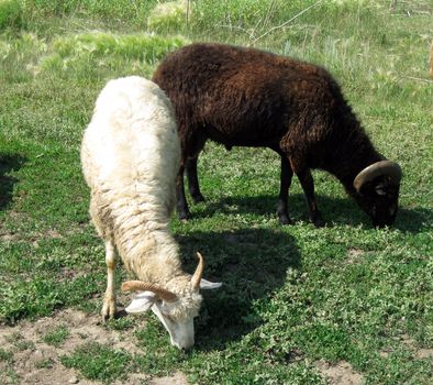 White and black sheeps on the grass