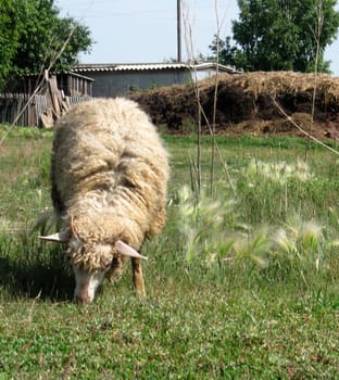 Sheep eating green grass