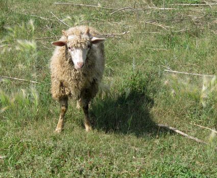 Sheep on the grass