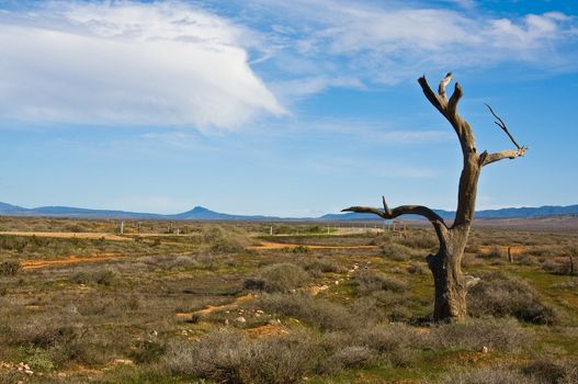 isolated trees in the australian outback