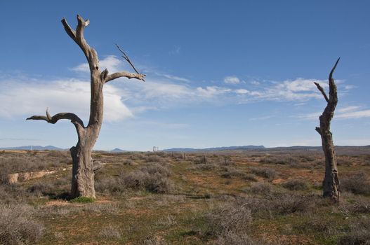 isolated trees in the australian outback