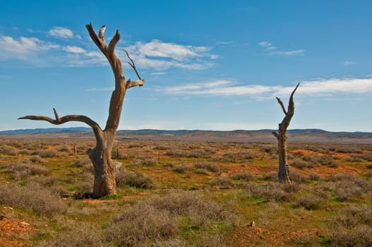 isolated trees in the australian outback
