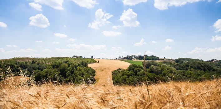 Summer season in Tuscan country, close to Siena