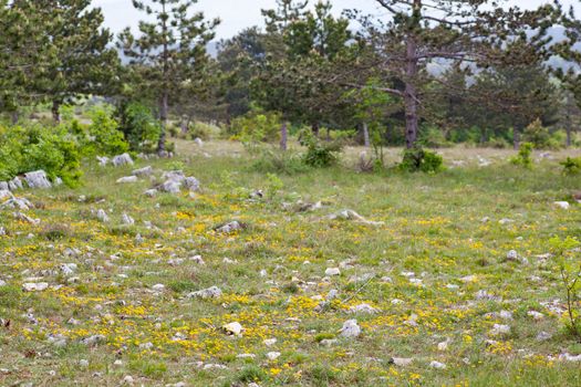 Plateau Karst near Koper, Slovenia