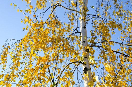 Small yellow birch leaves in autumn and sky.