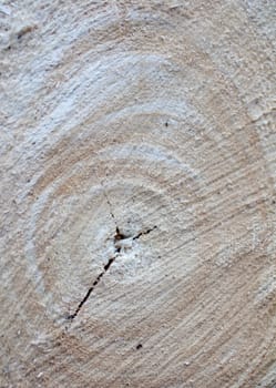 Detail of freshly cut Wood, background