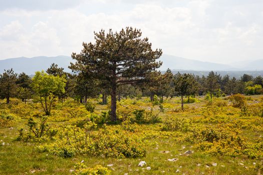 Plateau Karst near Koper, Slovenia