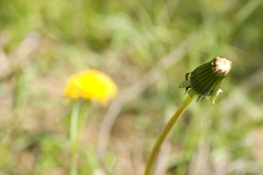 Close up of a dandelion on grass