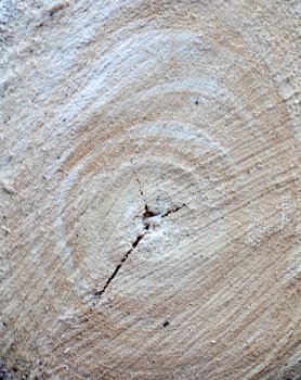 Detail of freshly cut Wood, background