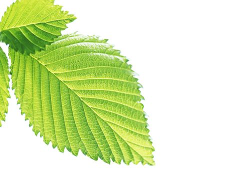 green leaf
