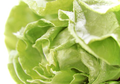 Lettuce