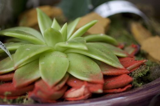 Close up of nice Succulent plant