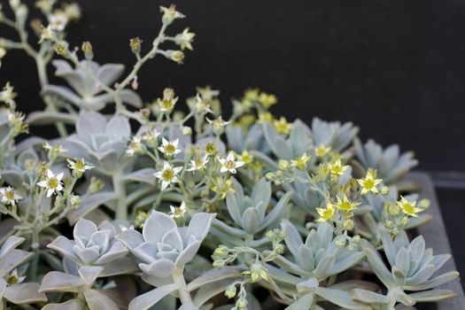 Close up of nice Succulent plant