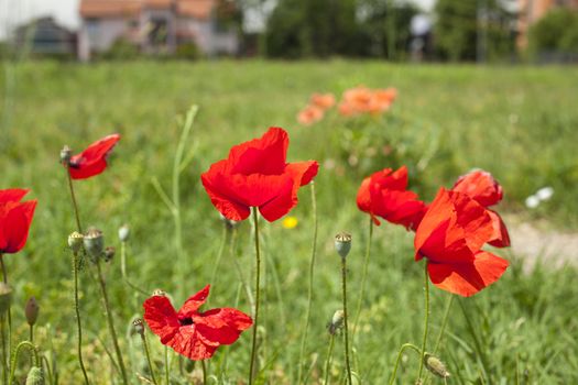 Photo of a lot of poppies on grass