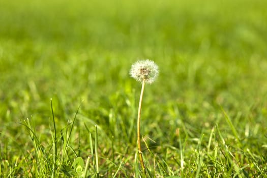 Close up of a dandelion on grass