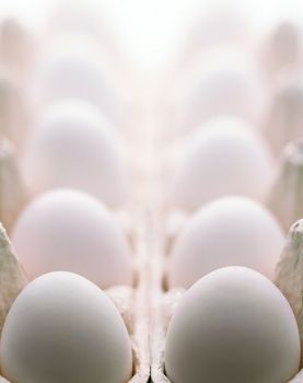 Chicken egg isolated over the white background