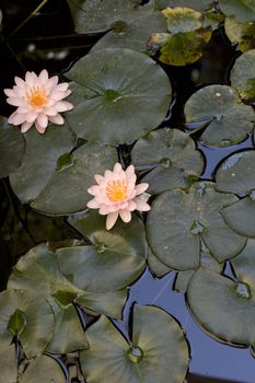 Photo of Nymphaea , Water Lilly