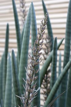 Close up of nice Succulent plant