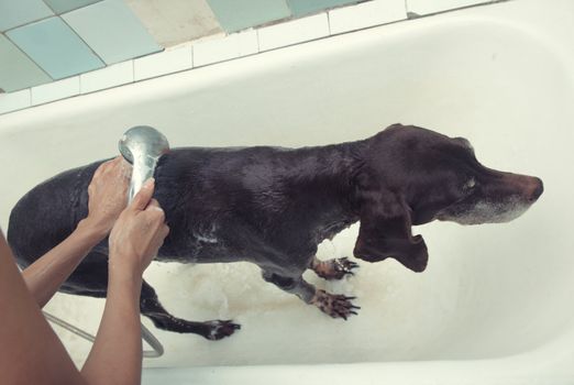 Dog washing at animal shelter. Natural light