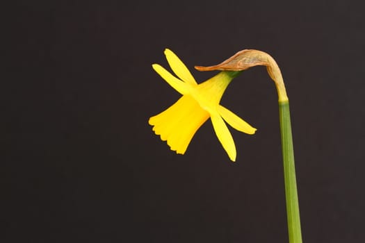 Miniature daffodil