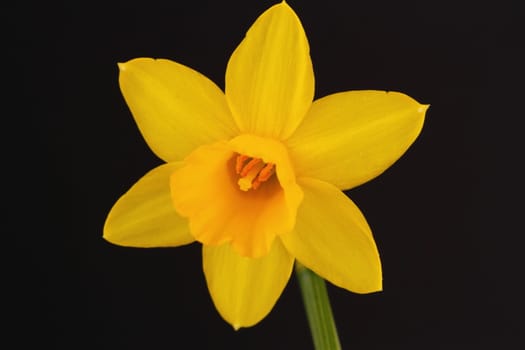 Miniature daffodil