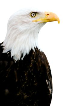 An American Bald Eagle