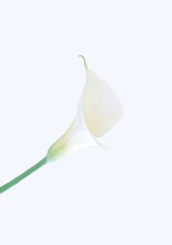 Single calla lily isolated on white background