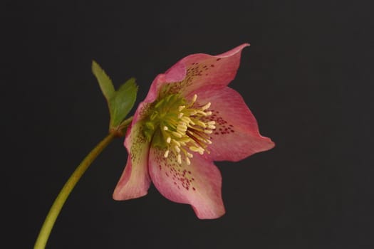 Hellebore flower