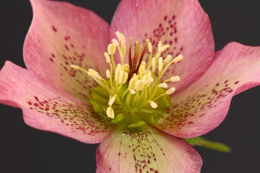 Hellebore flower