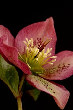 Hellebore flower